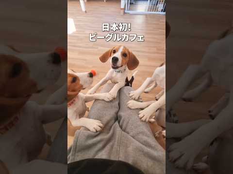 ビーグルカフェに行ったら天国でした…