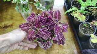 видео: Получили срезы колеусов в посылке. Что делать дальше? Почему черенки гибнут Как укоренить правильно. картинка: Получили срезы колеусов в посылке. Что делать дальше? Почему черенки гибнут Как укоренить правильно.