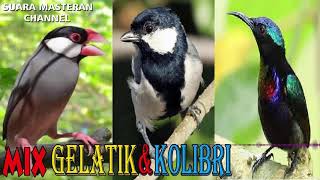 [Audio Master] MASTERAN PIKAT AMPUH DAN TERBUKTI JITU MIX BURUNG GELATIK VS KOLIBRI NINJA