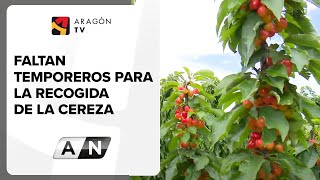 Faltan temporeros para la recogida de la cereza