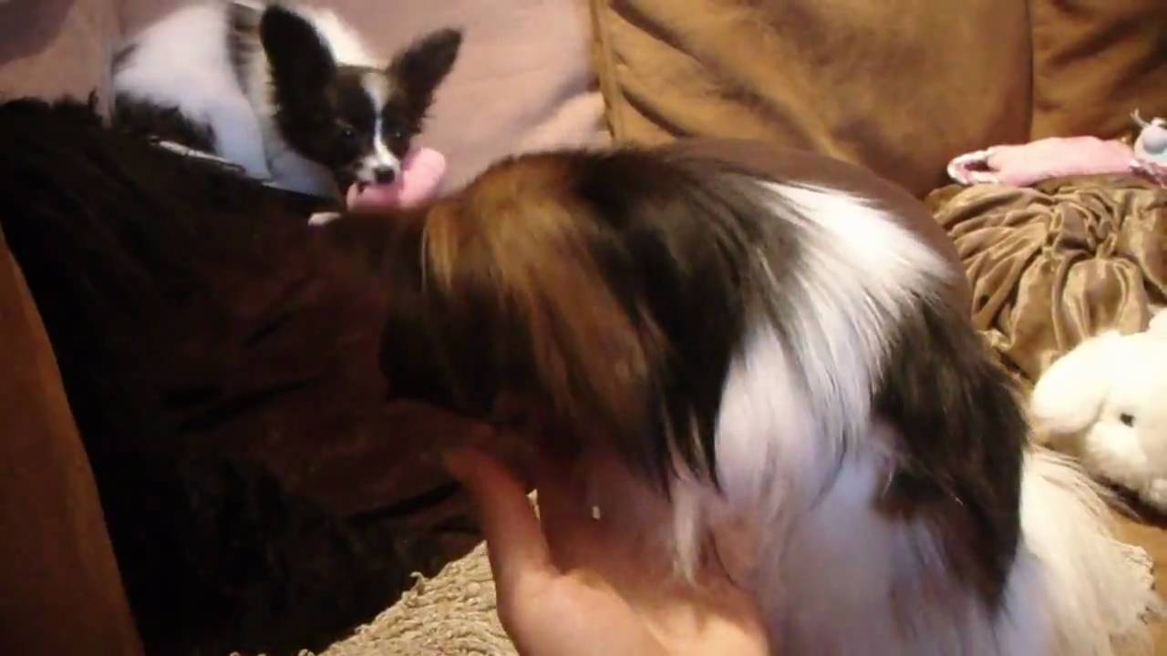 Papillons love squeekie toys ( funny )