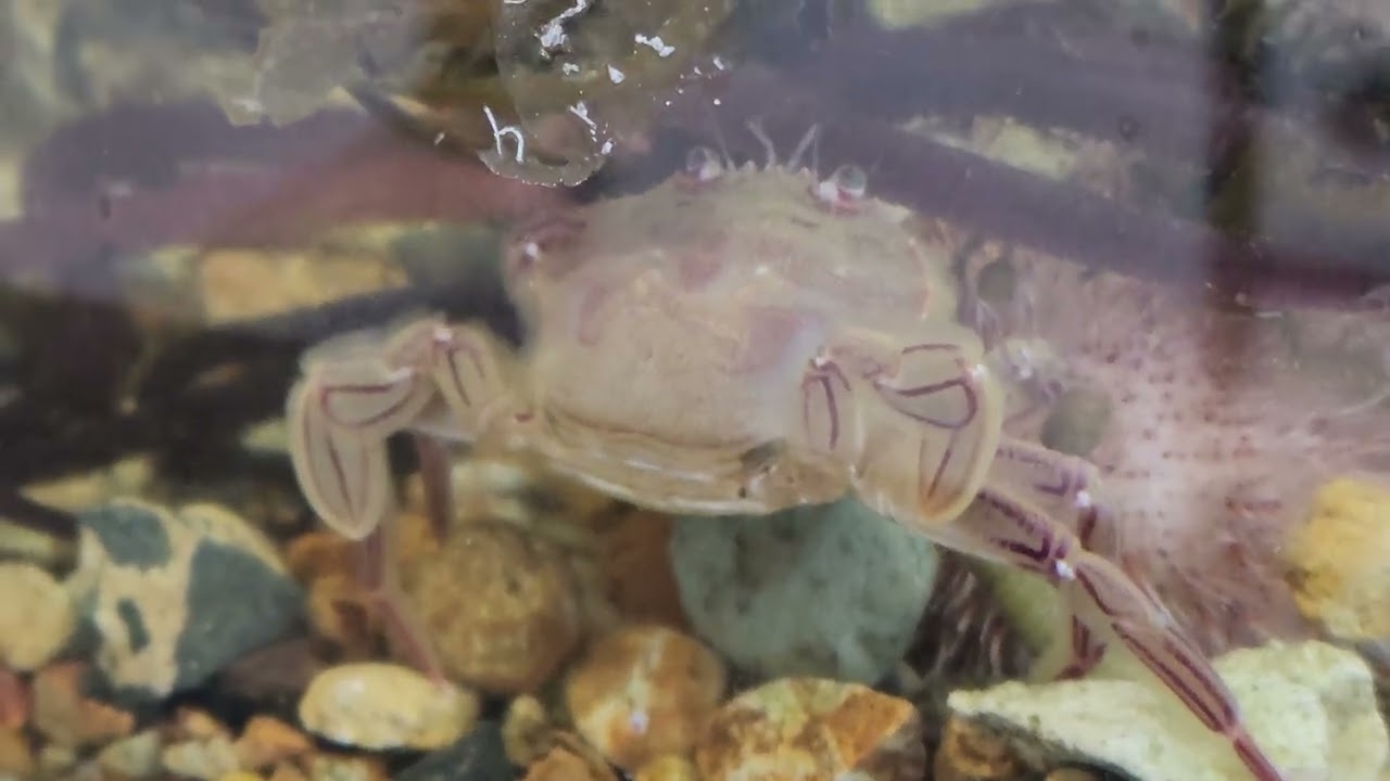 Nectocarcinus antarcticus irritated by inconsiderate Ophiopsammus maculata