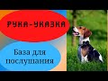 Рука- указка. База для послушания