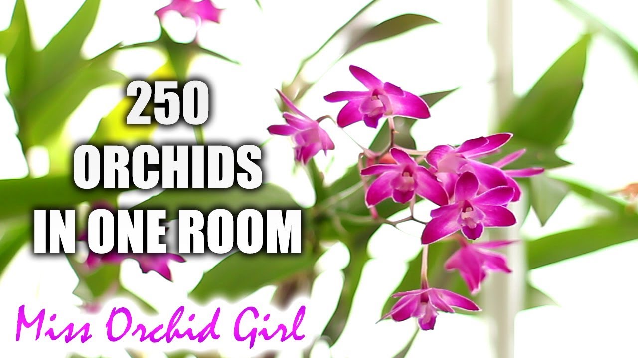 How I grow various Orchids in one room - My 'secret' revealed! 