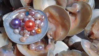 I found many pearls from 10,000 moon shells. treasure hunt
