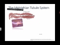 Malpighian tubules ib biology