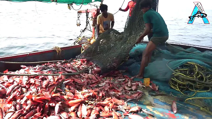 Fishing with Huge Squid as Bait to Catch Something Bigger |@FISH_TV