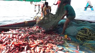 Fishing with Huge Squid as Bait to Catch Something Bigger |@FISH_TV
