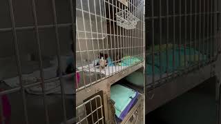 Going To Animal Shelter To Adopt A Cat
