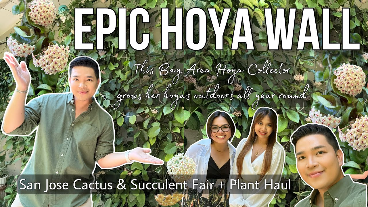 EPIC HOYA WALL! Hoyas grown outdoors all year round | Plant Haul | Succulent + Cactus Fair