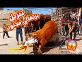 تنزيل عجل برتغالي مجنون لعائلة الغندور حي الامل