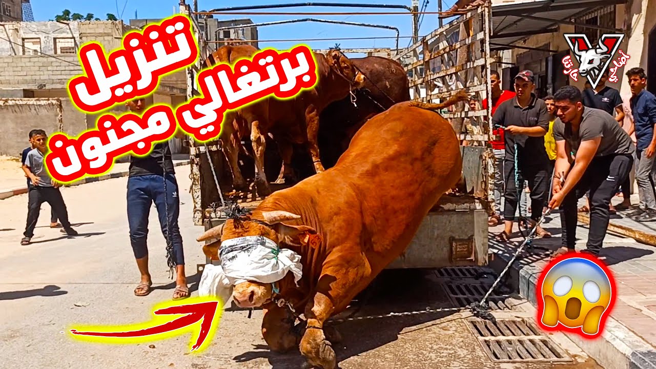 تنزيل عجل برتغالي مجنون لعائلة الغندور حي الامل