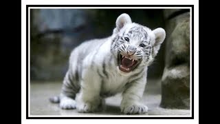 HARIMAU PUTIH LAHIR DI  INDONESIA  Hewan  Langka  Kebun Bi 