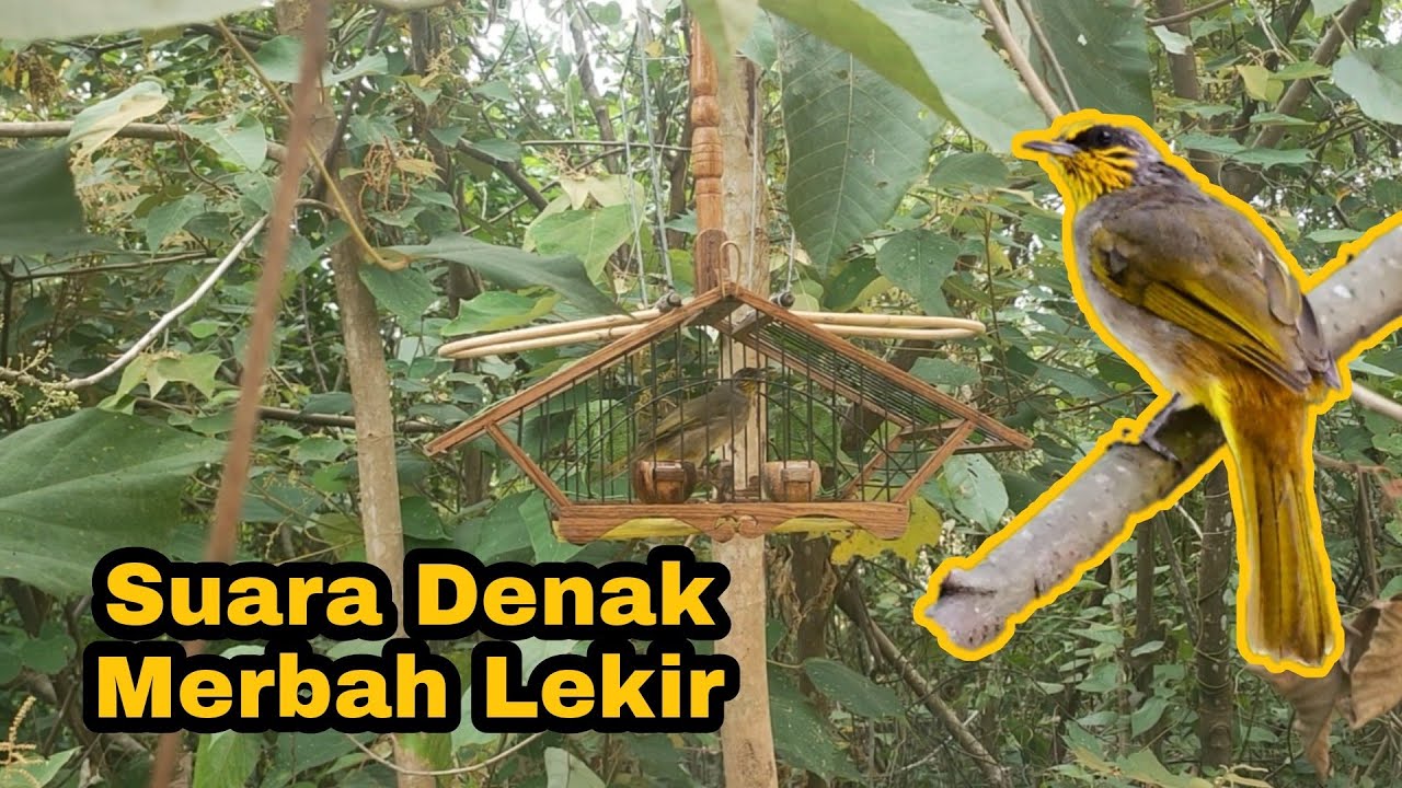 DENAK MERBAH LEKIR ANAK SUAP BESUT  #merbah #merbahlekir