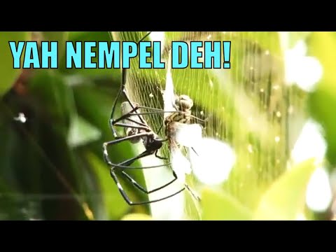 Video: Bisakah laba-laba kecil membuat jaring besar?