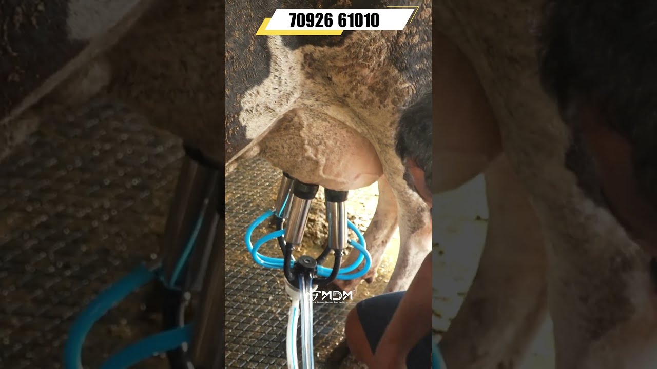 5 Reasons Why MDM Is The BEST MILKING MACHINE