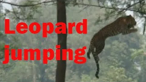 Leopard climbing tree - Leopard jumping from tree to tree - Tadoba National Park - Maharashtra