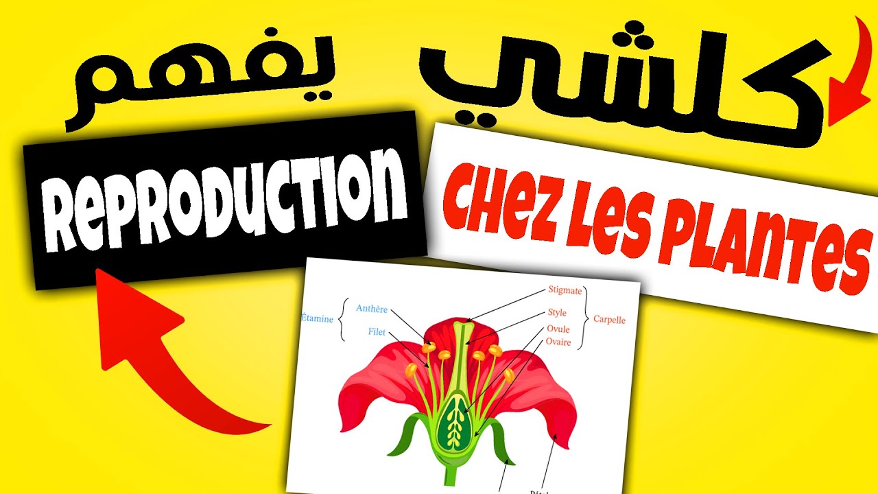la reproduction chez les plantes 2ème année collège + pdf (شرح الدرس)