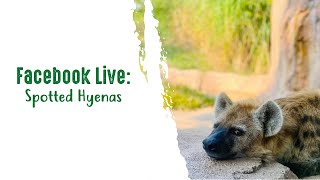 Facebook Live: Spotted Hyenas
