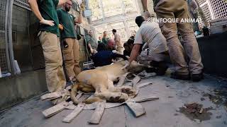 Ree De Los Leones Del Ecoparque De Buenos Aires Ecoparque De Mendoza