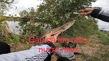 Câu cá lóc vuông tôm mùa nước mặn.