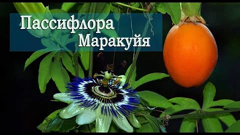 Пассифлора, маракуйя. Лечебные свойства. Народная медицина.