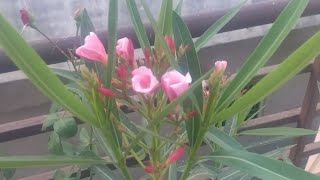 New Vlog,Frayi Raise Recipe,A Day In My Life