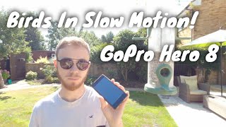 GoPro Hero 8 Slow Motion || 4k 60fps, HD 240fps &amp; 120fps || Flying Birds