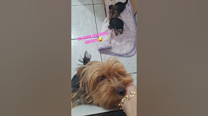 Doação de cachorro #york #dog #filhotes #babydog #cachorro #baby #doglove #amor #life #milly