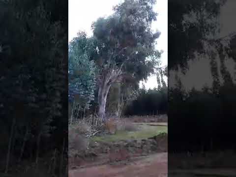 Balee Gobbaa Lashiqona Horaa Gandaa Jedhamui