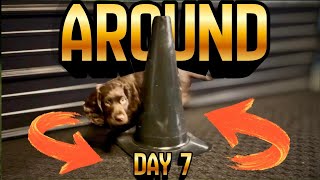 First Game I Teach My Puppy! Day 7
