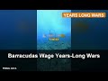 Barracudas Wage Years-Long Wars