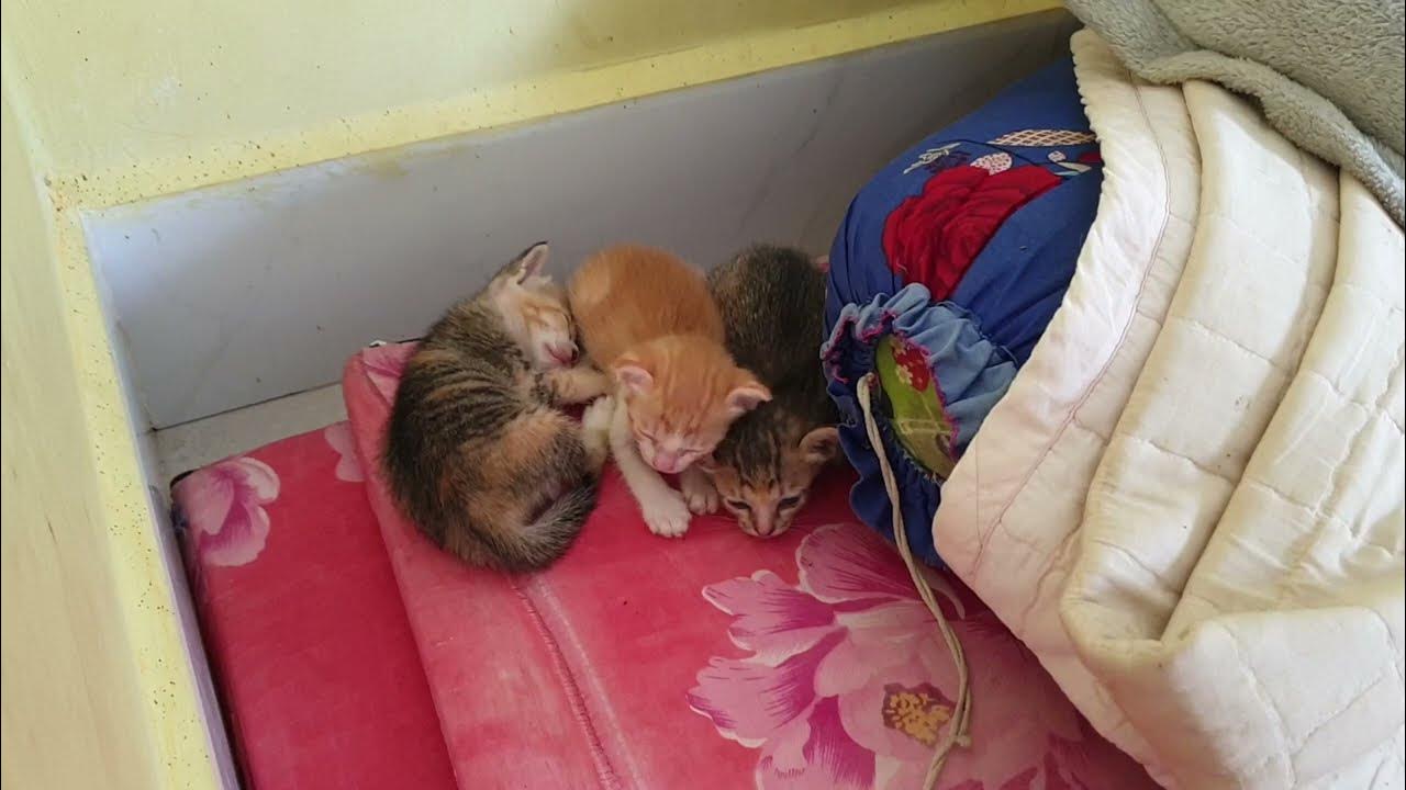 Tiny Kitten Pudding is crying, Beautiful kittens kittens Ep2 YouTube