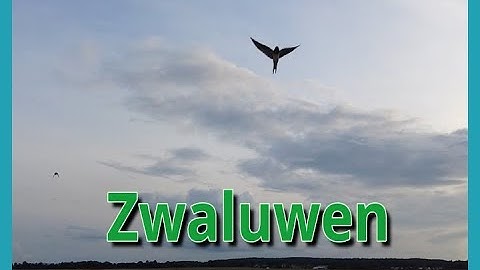Zwaluwen op Klix, hoe ze vliegen... ( niks meer dan dat )2021 #BIRDS #swallowbird
