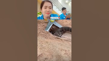 cái bẫy rắn độc lạ miền tây và cái kết bất ngờ cả nhà ơi