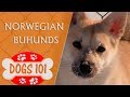 Dogs 101 -  Norwegian Buhunds - Top Dog Facts About the  Norwegian Buhunds