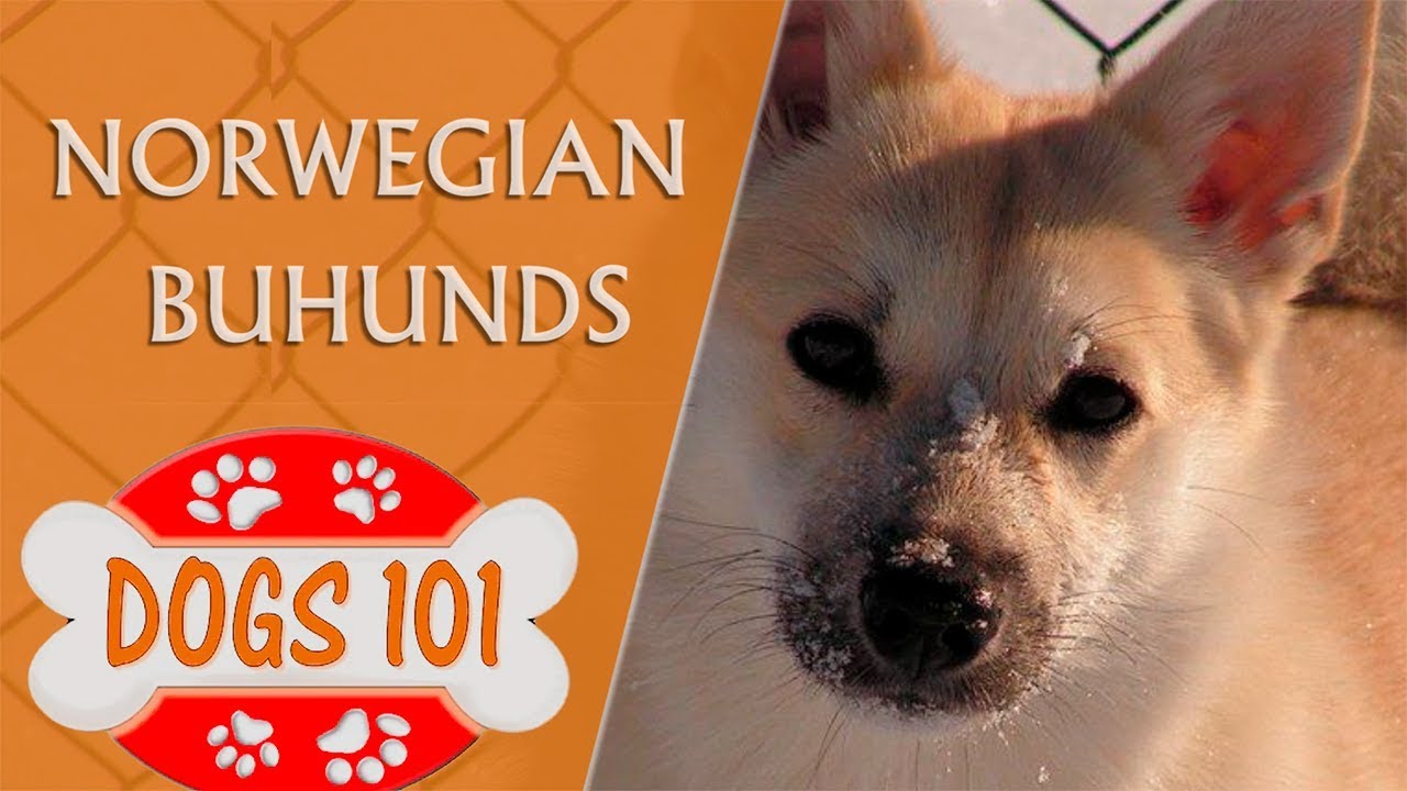 Собаки 101 - Норвежские бухунды - Самые интересные факты о норвежских бухундах