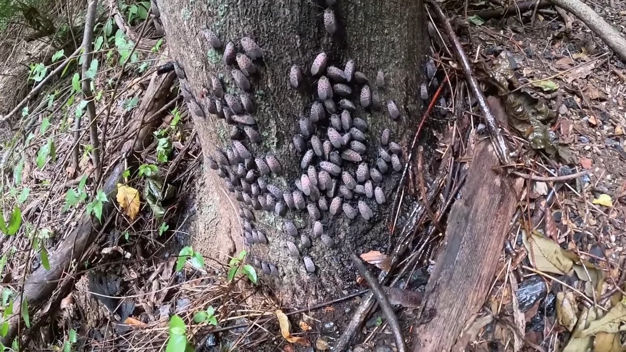 Spotted Lanternfly Mayhem