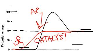 Catalysts and Inhibitors Notes