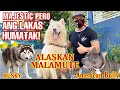 GAANO KALAKAS ANG GIANT ALASKAN MALAMUTE? JAMPACKED DOGS: HUSKY, AMERICAN BULLY, EXOTIC BULLY, CORGI