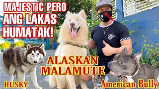 GAANO KALAKAS ANG GIANT ALASKAN MALAMUTE? JAMPACKED DOGS: HUSKY, AMERICAN BULLY, EXOTIC BULLY, CORGI