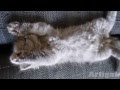 Посмотрите какие хорошенькие  The Cutest Cats