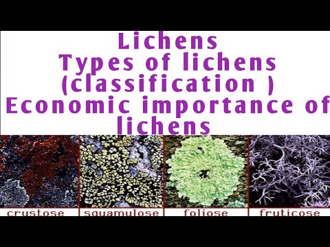 Lichens# classification of lichen # economic importance of lichen # types of lichen