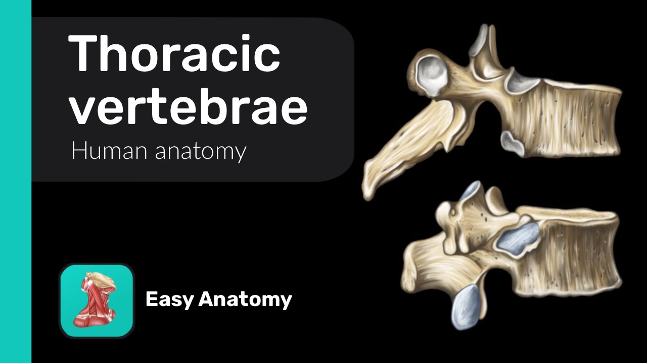 Thoracic vertebrae | Anatomy & Function - YouTube