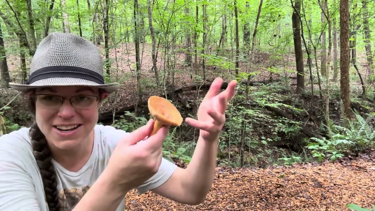 Fish milky cap mushrooms, Lactifluus volemus + intro to the Lactarius and Lactifluus mushroom genera