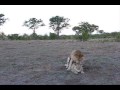 LIONS MATING AFRICAN SAFARI