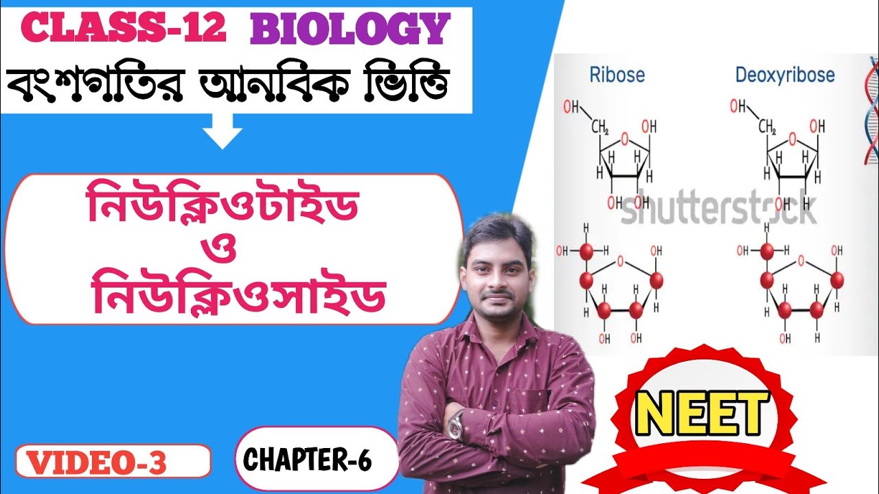 Nucleotide and Nucleoside in Bengali ll Nucleic acid ll claaa12 ll