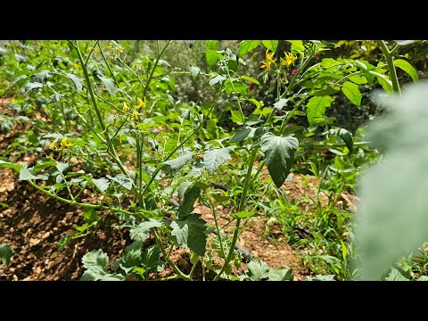        بندورة جبلية عضوية من أعالي لبنان
