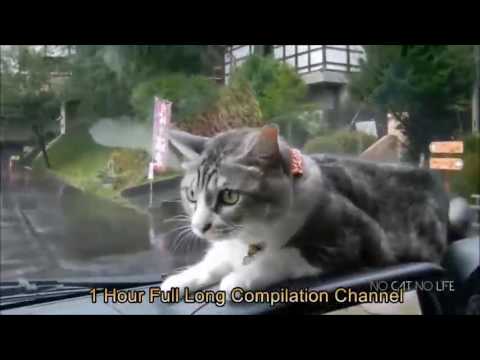 10 hours cat compilation