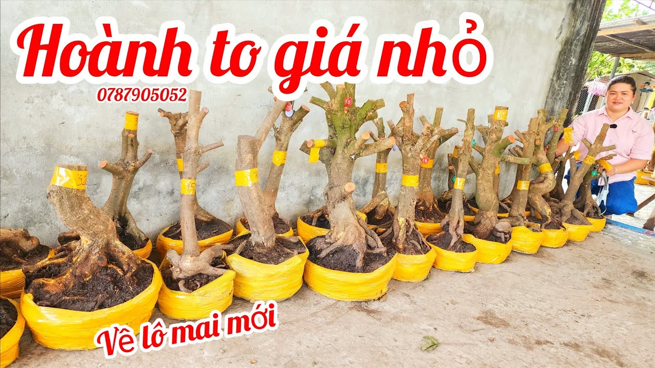 7/3 Chị Diễm 0787905052 phôi mai giảo đẹp hoành to giá nhỏ|MaivàngThanhTâm